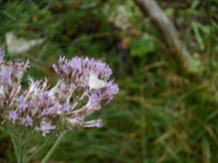 Udea alpinalis