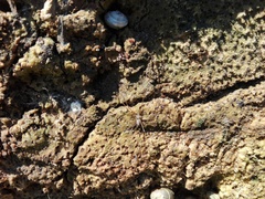 Smeringopus pallidus