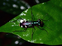 Prothyma