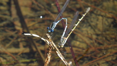 Austrolestes minjerriba