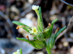 Polycarena silenoides