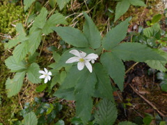Anemonoides trifolia
