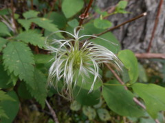 Clematis alpina