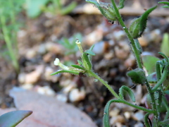 Polycarena silenoides