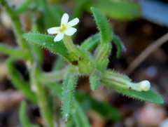 Polycarena silenoides