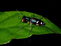 Prothyma