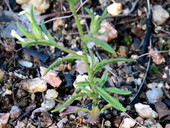 Polycarena silenoides