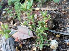 Polycarena silenoides