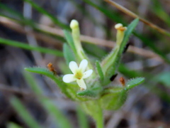 Polycarena silenoides