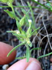 Polycarena silenoides