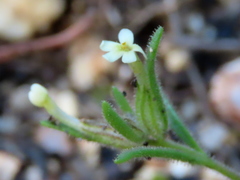 Polycarena silenoides
