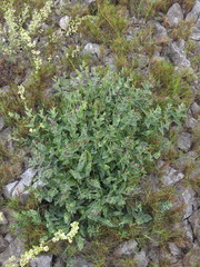 Aristolochia pistolochia