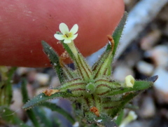 Polycarena silenoides