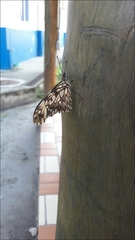 Lepidoptera