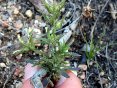 Polycarena silenoides