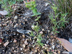 Polycarena silenoides