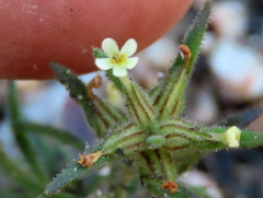 Polycarena silenoides