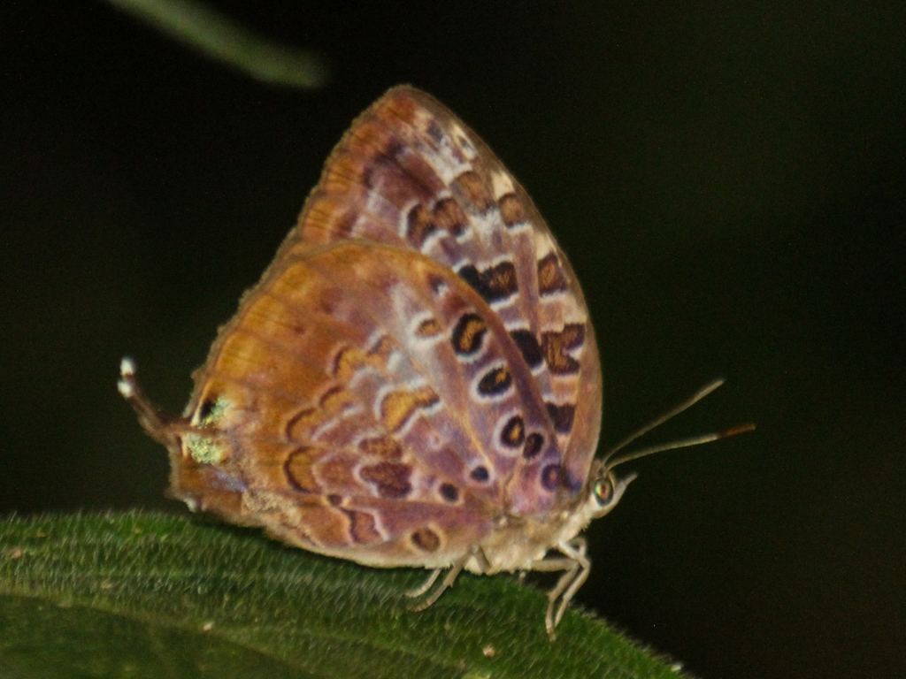 Bushblue