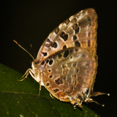 Arhopala anthelus