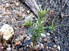 Polycarena silenoides