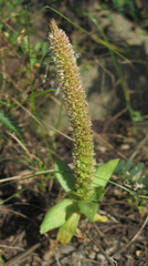 Orostachys malacophylla
