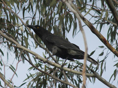 Strepera versicolor melanoptera