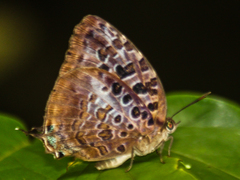 Arhopala anthelus