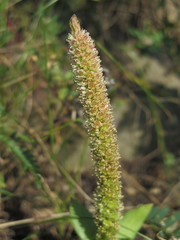 Orostachys malacophylla