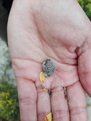 Breviceps rosei rosei