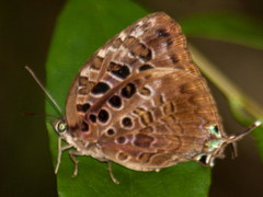 Arhopala anthelus
