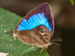 Arhopala anthelus