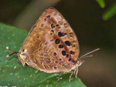 Arhopala anthelus