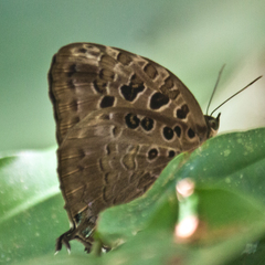 Arhopala anthelus