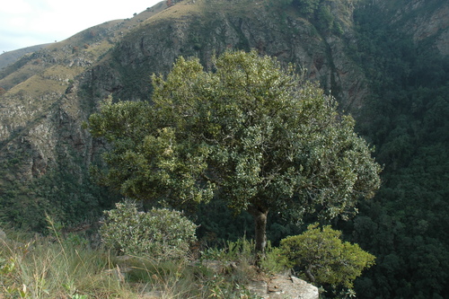 Image of Robsonodendron eucleiforme by no rights reserved