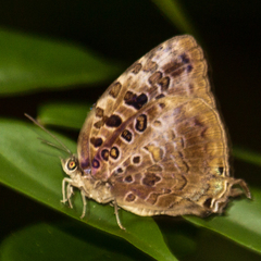 Arhopala anthelus