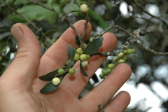 Robsonodendron eucleiforme