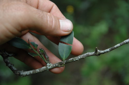 Image of Robsonodendron eucleiforme by no rights reserved