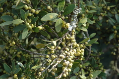 Robsonodendron eucleiforme