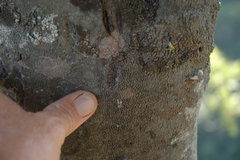 Robsonodendron eucleiforme