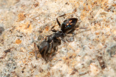 Ochetellus punctatissimus