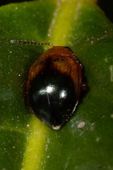 Nisotra bicolorata