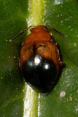 Nisotra bicolorata