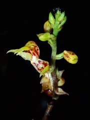 Plocoglottis