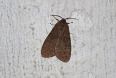 Olepa ricini