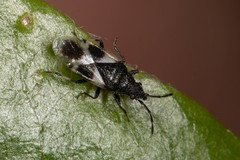 Oxycarenus