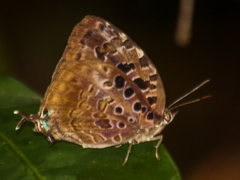 Arhopala anthelus
