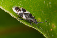 Oxycarenus