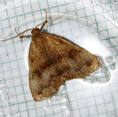 Phalaenostola eumelusalis