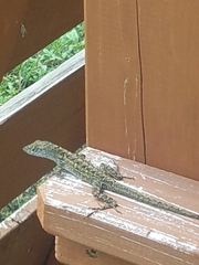 Anolis sagrei