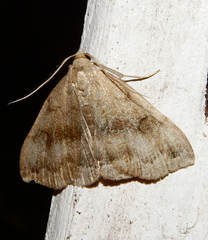 Phalaenostola eumelusalis